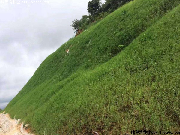 護(hù)坡草籽的最佳種植時間