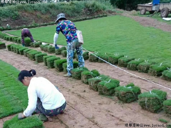 馬尼拉草坪的種植技術(shù)分享.jpg