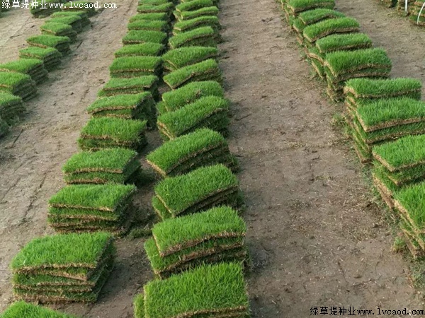 馬尼拉草坪的種植技術(shù)分享.jpg