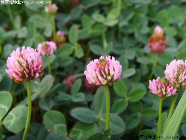 紅三葉的花期及花語(yǔ)