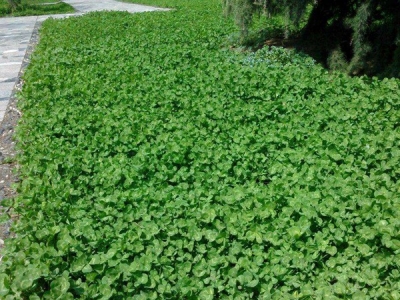 白三葉草用什么除草劑