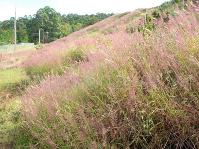 糖蜜草冬天會(huì)不會(huì)枯萎