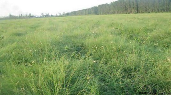 野牛草草籽的價格