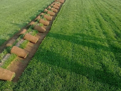 草籽種植最佳時(shí)間是什么時(shí)候?