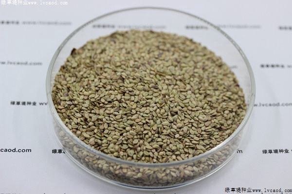 我的手機(jī) 2019/8/7 15:42:13 百喜草草籽多少錢(qián)一斤，一畝地需要多少種子