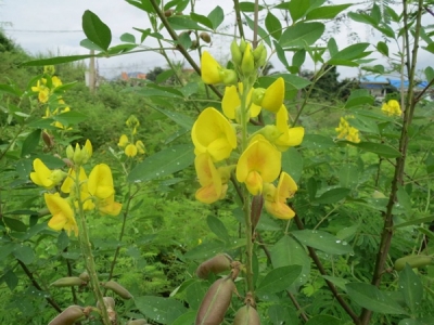 [豬屎豆種子]豬屎豆種子圖片_價(jià)格_種植方法