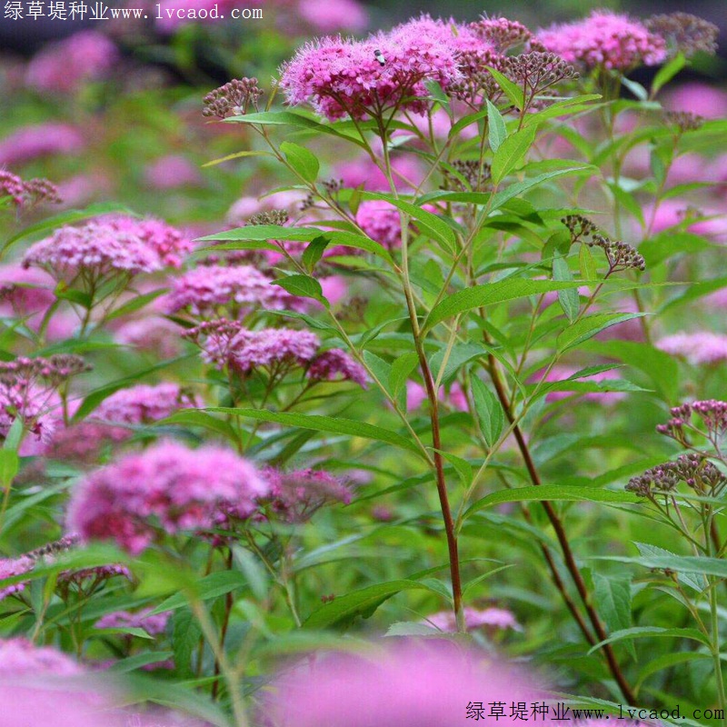 繡線菊