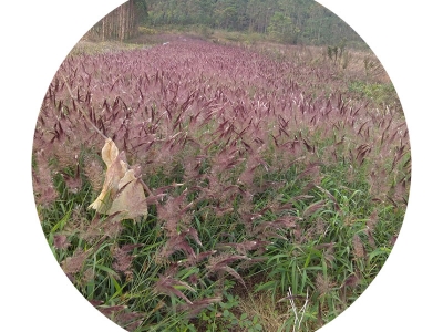 糖蜜草種子價(jià)格_圖片_種植方法