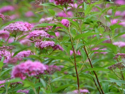 繡線(xiàn)菊種子價(jià)格_圖片_種植方法