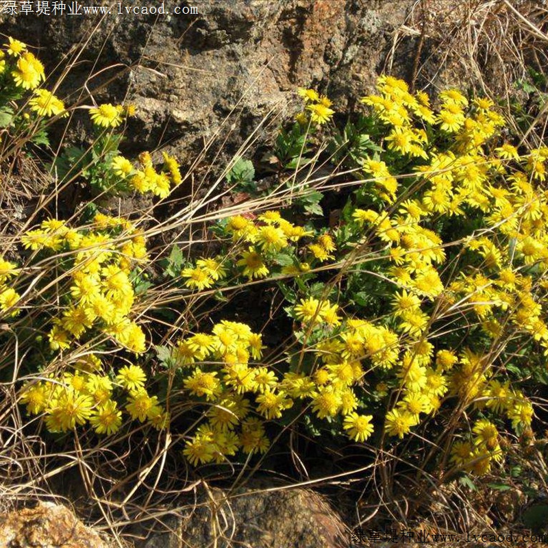 黃菊花