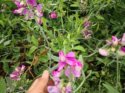 香豌豆種子價(jià)格_圖片_種植方法