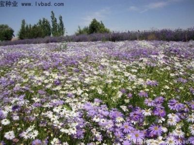 五色菊什么時(shí)候播種合適，五色菊什么時(shí)候發(fā)芽率高