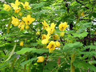 室外種植七里黃需要多久可以開(kāi)花？