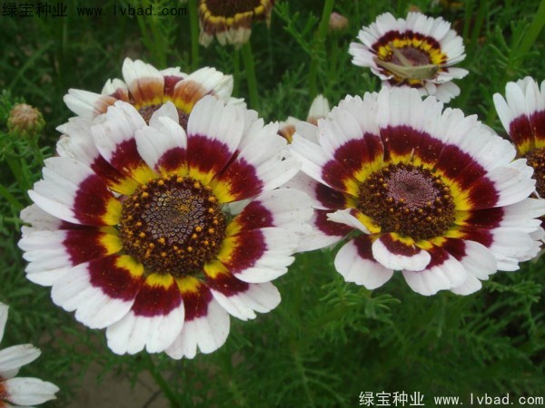 花環(huán)菊種子