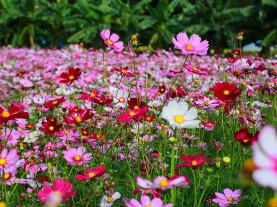 公園常見的花有哪些？波斯菊