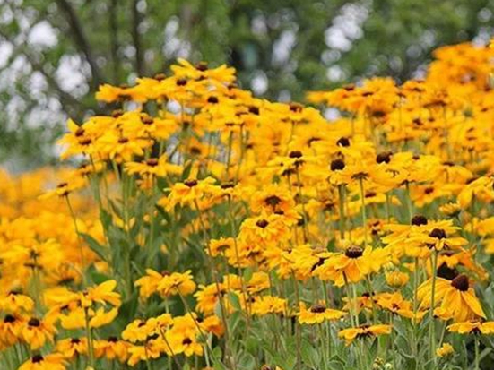 【黑心菊種子】 黑心菊種植方法及簡介