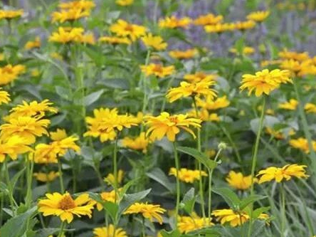 「日光菊」日光菊的種植方法