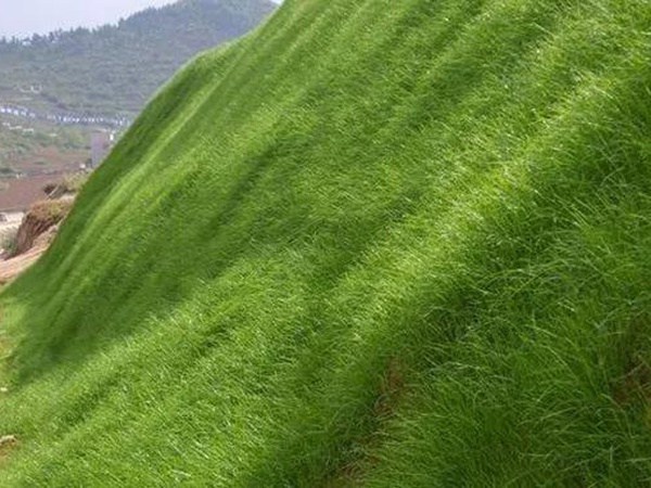 狗牙根草坪——生命力頑強(qiáng)的草坪品種