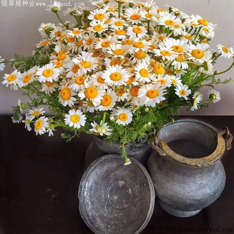 進(jìn)口小雛菊