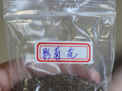 野菊花種子的零售價(jià)格是多少？