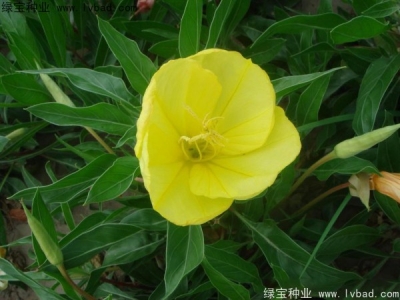 夜來(lái)香什么時(shí)候開(kāi)花,夜來(lái)香花期有多久