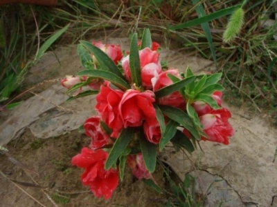 長春花種子幾月份播種,長春花種子發(fā)芽率怎么樣