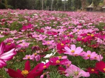 常見(jiàn)草花種子的播種方法