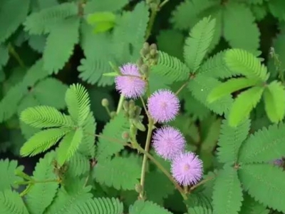 【含羞草種子】含羞草的種植和注意事項(xiàng)