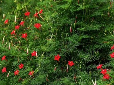 蔦蘿種子的種植方法,蔦蘿種子的發(fā)芽率