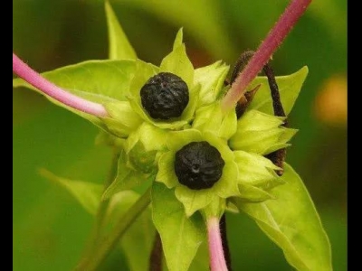 紫茉莉怎么播種？教你3個小步驟，播種后發(fā)芽迅速長勢快