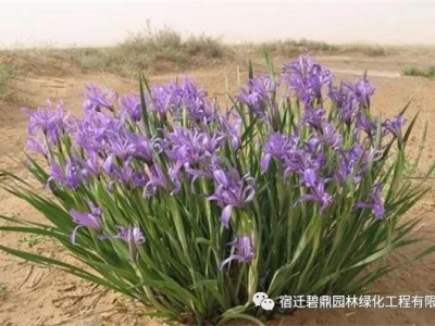 「馬蘭花」的種植方法