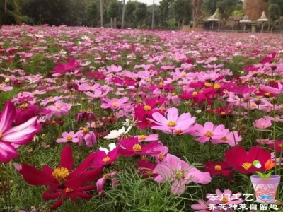 常見草花種子的播種方法及優(yōu)勢