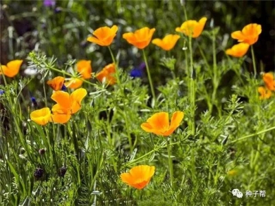 花菱草的種植技術(shù)介紹