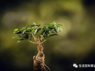 花菱草的種植方法！人參花什么時候播種？