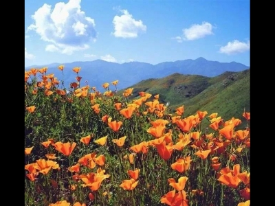 花菱草日常栽培管理五要點