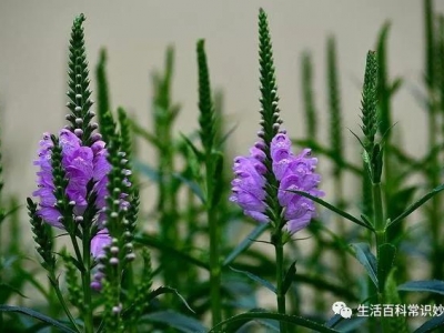 龍頭花的種植方法！怎么區(qū)別龍頭花與假龍頭花？