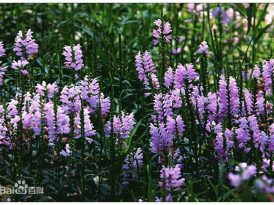 秋天開(kāi)花花卉之假龍頭花