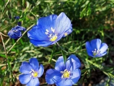  【藍花亞麻】藍花亞麻圖片——種植