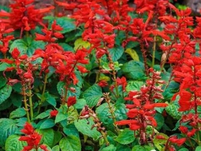 一串紅種植方法一串紅養(yǎng)殖、繁殖方法