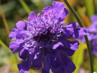 【輪峰菊】輪峰菊的介紹