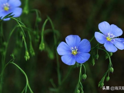 花語優(yōu)美、樸實(shí)之藍(lán)花亞麻，最低調(diào)的選擇