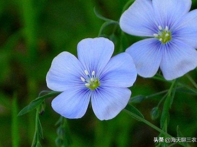 藍(lán)花亞麻清淡素雅，優(yōu)美樸實(shí)低調(diào)選擇