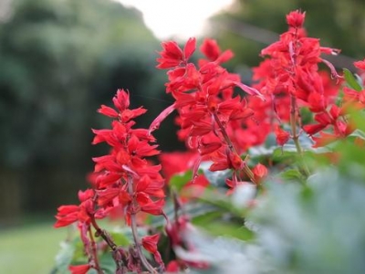 “一串紅”播種正當(dāng)時，注意防治病蟲害，夏天陽臺添色彩