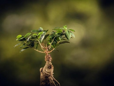 人參花什么時(shí)候播種？花菱草的種植方法！