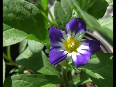 觀賞價(jià)值高開花顏色分明，三色旋花成熱門選擇，你知道怎么養(yǎng)護(hù)嗎