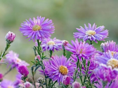 茼蒿菊——簡單幾步 打造球形花海，花開爆盆、花開不斷 滿花園