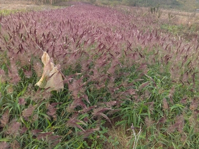  糖蜜草種子的市場價格是多少？