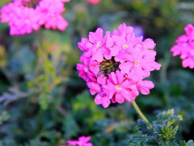 美女櫻怎樣養(yǎng)護花量多？注意以下幾方面，美女櫻輕松開爆盆