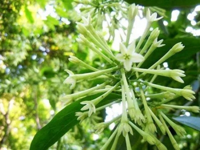 夜來香秘密大探索，它為何名為夜來香？家養(yǎng)夜來香該注意什么？