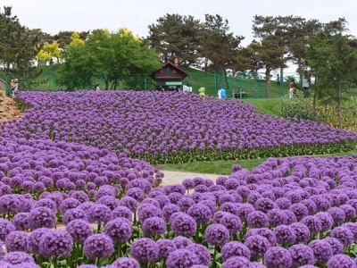 花蔥什么時候開花,花蔥的價值怎樣